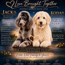 Goldendoodle puppies from Robertson's Retrievers and Doodles