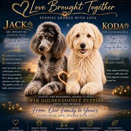 Goldendoodle puppies from Robertson's Retrievers and Doodles