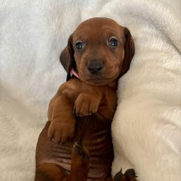 Pink Collar Girl - Red female Dachshund puppy in Baltimore, Maryland from Passport Dachshunds
