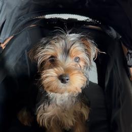 Susana - Black and gold female Yorkshire Terrier puppy in Gilbert, Arizona from Yorkie Your Soulmate Puppy
