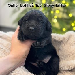 Dolly - Black female Labrador Retriever puppy in Owosso, Michigan from Bennington Retrievers