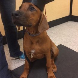 Rhodesian Ridgeback Puppies from Fawn Millette