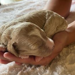 Whitaker - Apricot male Goldendoodle puppy in Somerset, Ohio from Odyssey Pups