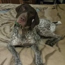 "Sailor" - German Shorthaired Pointer