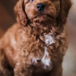 Goldendoodles from Cecily's Goldendoodles of TN