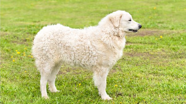 Find Kuvasz puppies for sale