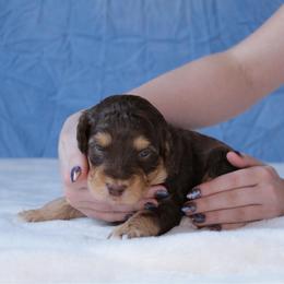 Hawk Eye - Red tri-color male Aussiedoodle puppy in Springfield, Missouri from Aspen River Doodles
