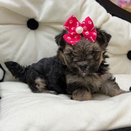 Misty - Black & tan tri-color female Morkie puppy in Monticello, Iowa from Ashley’s Puppies