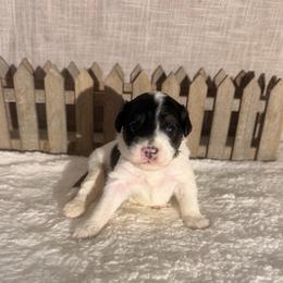 Reese's - Black and white female Bernedoodle puppy in Luana, Iowa from Country View Bernedoodles and Goldendoodles