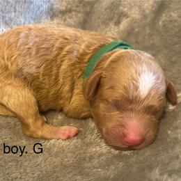 Green collar boy-G - Apricot male Goldendoodle puppy in Vian, Oklahoma from Dog Days Doodles