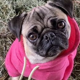 Molly - Pug