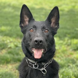 Edge - German Shepherd