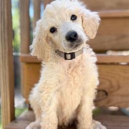 Muffin - Cream male Poodle puppy in Otto, North Carolina from Wild Suns Farm