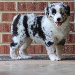 Miniature Australian Shepherd Puppies from Sassy Lil Aussies