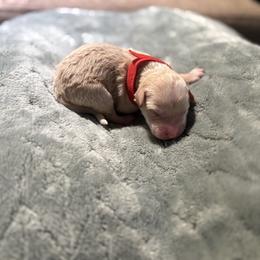 Peppermint - Cream male Whoodle puppy in Gladewater, Texas from Kalin’s K9s