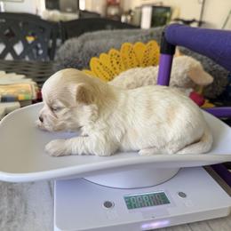 Havanese Puppies from Sonny's Pups