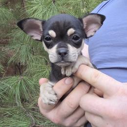 Luna - Black and tan female Chihuahua puppy in East Camden, Arkansas from RoyAl