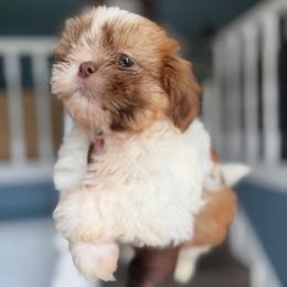 Male 1 - Liver and white male Shih Tzu puppy in Union City, Georgia from Chinx Puppy Songs