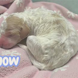 Snow - Parti female Goldendoodle puppy in Ellenburg Center, New York from Kristin's Puppies