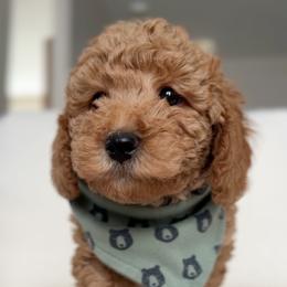 Poodle Puppies from Bruno & Co. Puppies