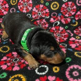 Bo - Black and rust male Miniature Pinscher puppy in Grove, Oklahoma from K&J's Min Pins Of Grand Lake