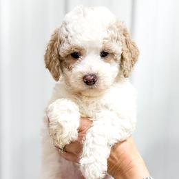 Myth - Parti male Goldendoodle puppy in Jackson, Tennessee from Doodlebug Farms