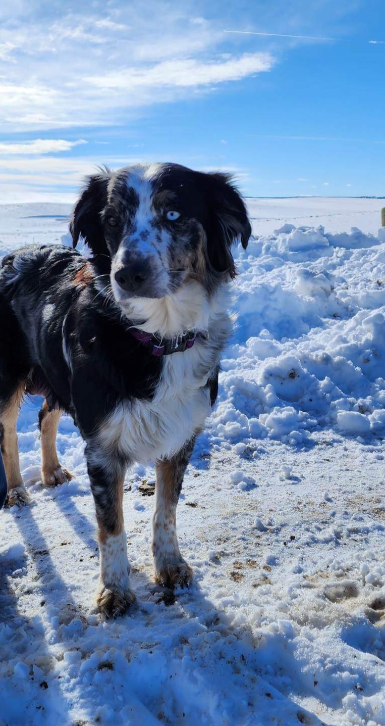 Allie - Australian Shepherd