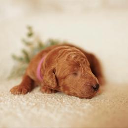 Penny - Red  female Goldendoodle puppy in Spokane, Washington from Puppy Love