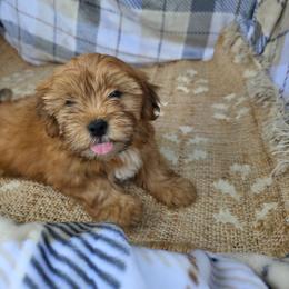 Max - Brindle male Shorkie puppy in Willowsprings, Missouri from Real life Teddybears