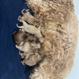 Cedar - Apricot male Goldendoodle puppy in Rienzi, Mississippi from Saddle Hill Farms
