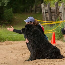 Newfoundlands from Black Dog Newfoundlands