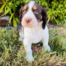 BG2 - Liver white and tan female English Springer Spaniel puppy in Britton, South Dakota from K&S Canines