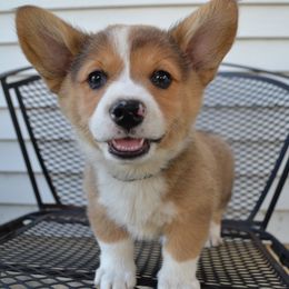 Pembroke Welsh Corgi Puppies from The Blessed Herd