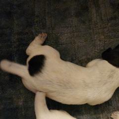 Girl 1 - Liver and white German Wirehaired Pointer puppy in Wellston, Ohio from Blue Line GWPs