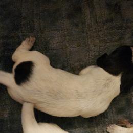 Girl 1 - Liver and white German Wirehaired Pointer puppy in Wellston, Ohio from Blue Line GWPs