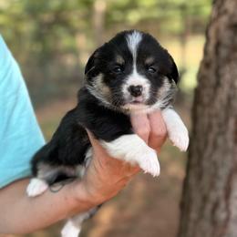 Sister - Black and white female American Corgi puppy in Nashville, Arkansas from Whisenhunt Farms