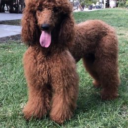 Tommy - Assorted Doodle Crosses