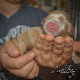 Cockapoo puppies from The Cocker Cingdom