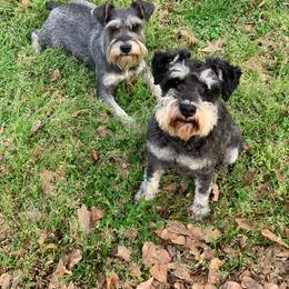 Lando - Black and silver male Miniature Schnauzer puppy in Winterville, Georgia from Patty’s Little Pups