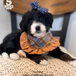 Blessing - Tri-color female Bernedoodle puppy in Orange, Texas from Walk with Me Doodles