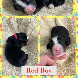 Bernedoodle Puppies from Green Bay Bernedoodles