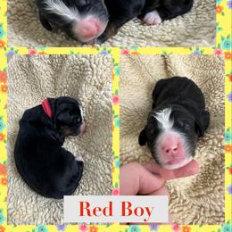 Bernedoodle Puppies from Green Bay Bernedoodles