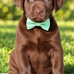 Truffle - Chocolate male Labrador Retriever puppy in Chicago, Illinois from Urbane Retrievers