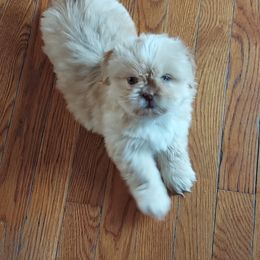 Shih Tzu Puppies from N.F.S.T Imperial ShihTzu Puppies.