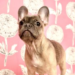 Twinkie - French Bulldog