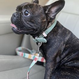 French Bulldog Puppies from Elite Frenchies of NC