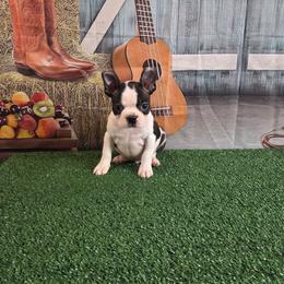Boomer - Black and white male Boston Terrier puppy in Olanta, South Carolina from Julie's IHeart Boston Terrier's