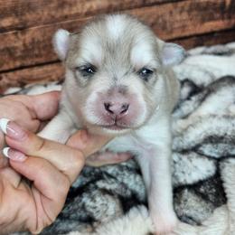 Olive - Merle female Pomsky puppy in Southern California, California from SoCal Pomskies LLC