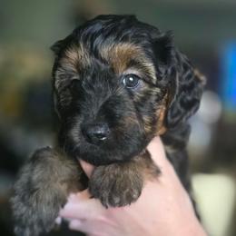 Princess Peach - Black female Goldendoodle puppy in Tucson, Arizona from Adored Poodle & Doodles