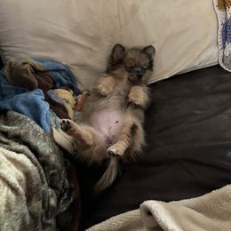 Australian Shepherd and Pomeranian Puppies from Liza’s Aussies & Poms